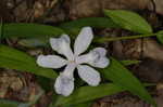 Dwarf crested iris